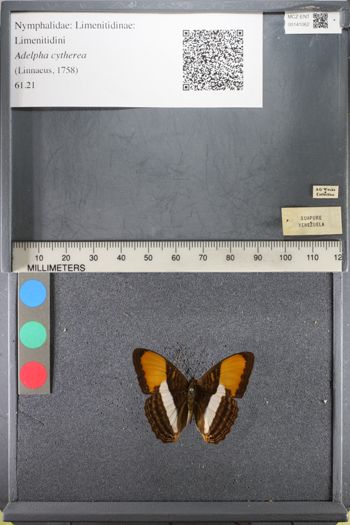 Media type: image;   Entomology 141062